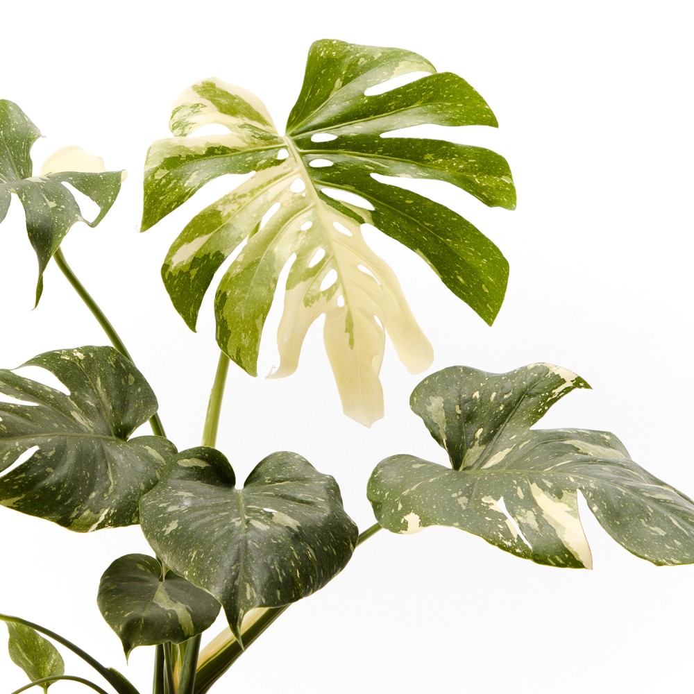 Монстера Тайское Созвездие Монстера Тайское Созвездие