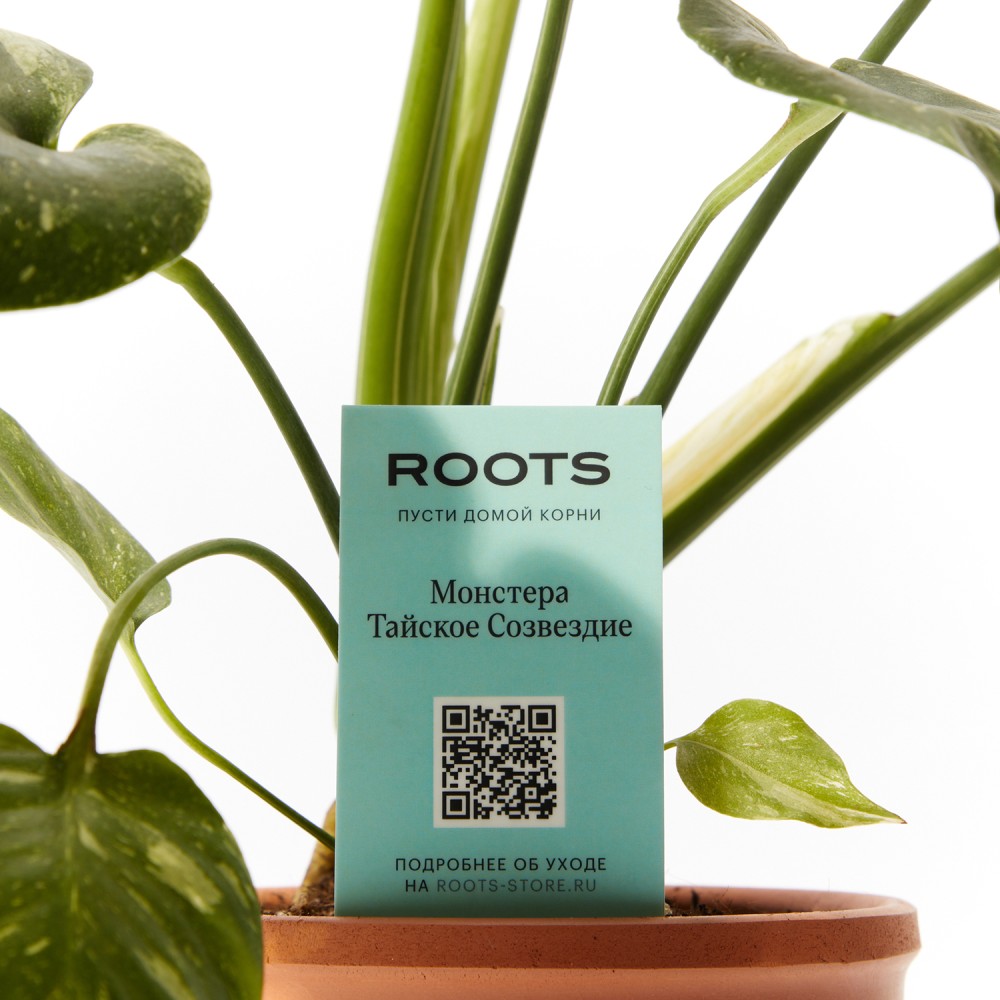 Монстера Тайское Созвездие Монстера Тайское Созвездие