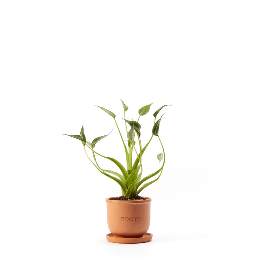 Алоказия Тини Дансер