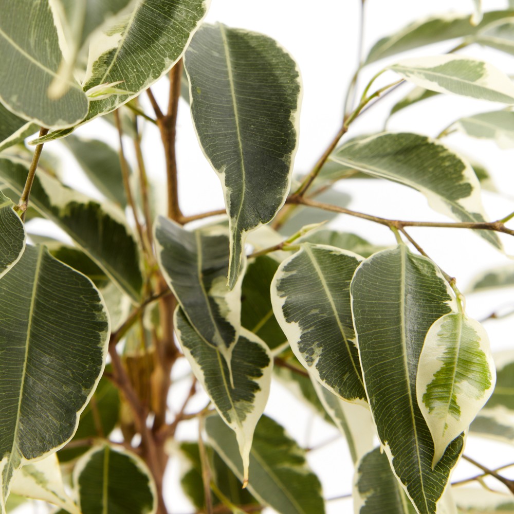 Фикус Бенджамина Твилайт