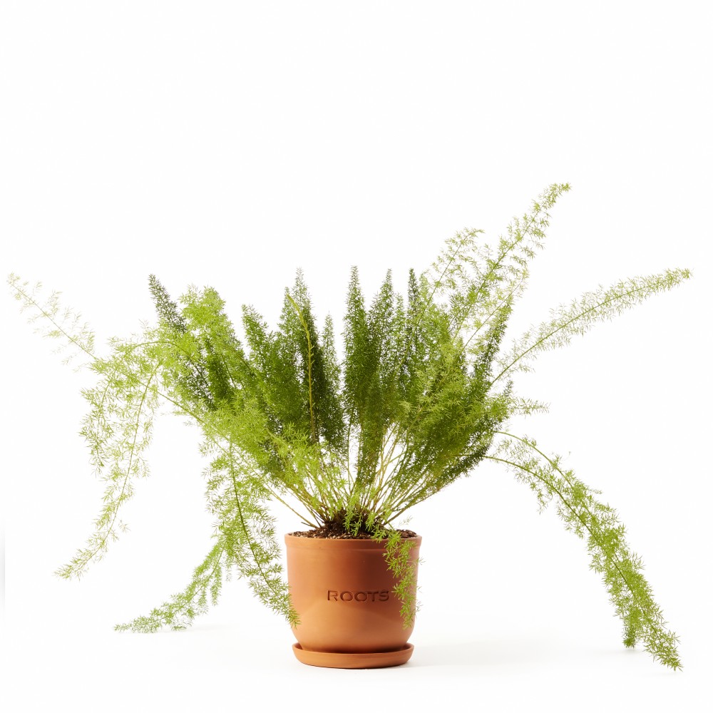 Аспарагус Мейера Аспарагус Мейера