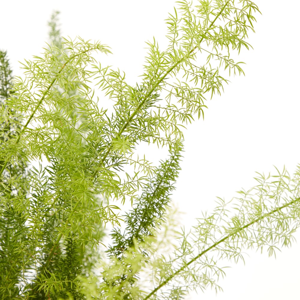 Аспарагус Мейера Аспарагус Мейера