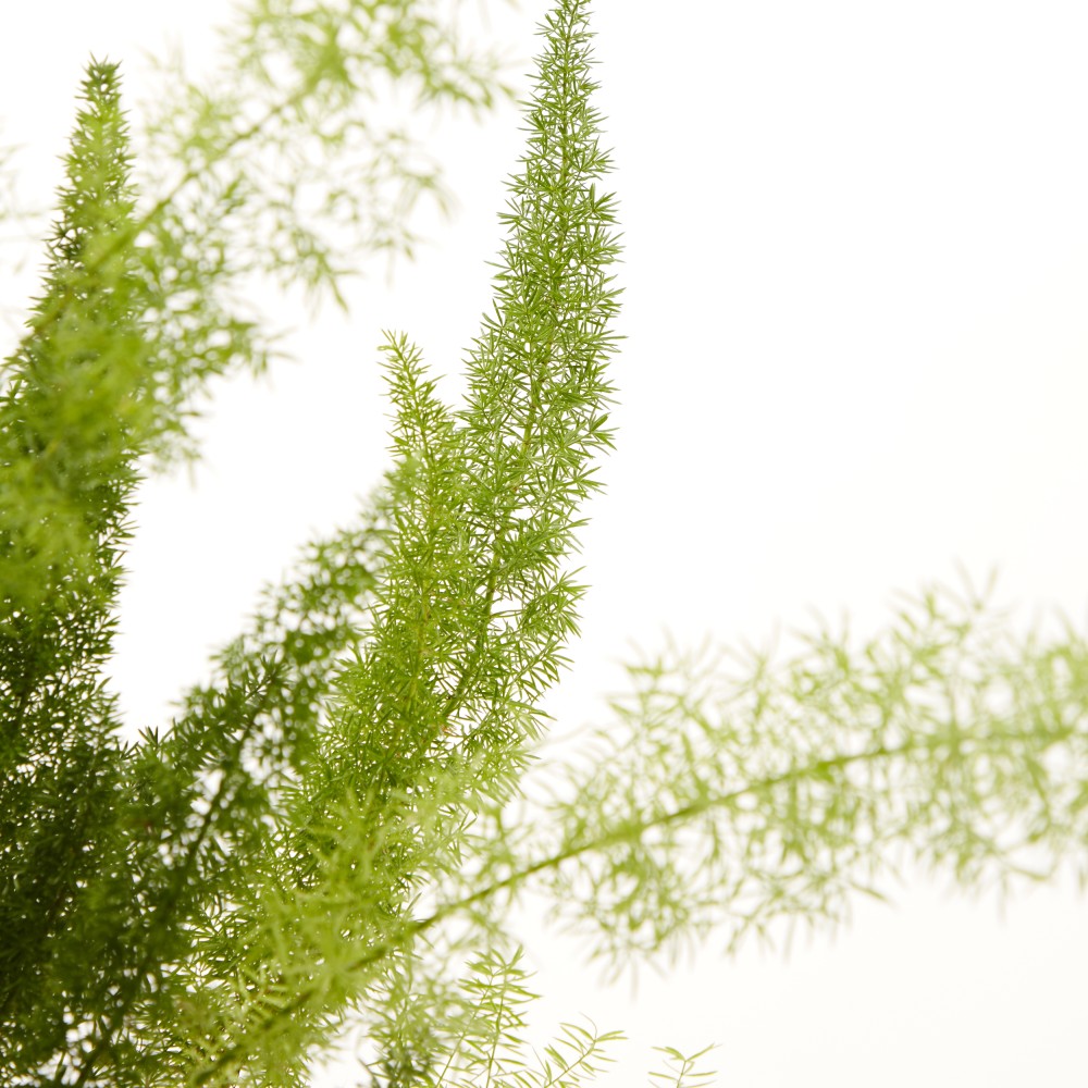 Аспарагус Мейера Аспарагус Мейера