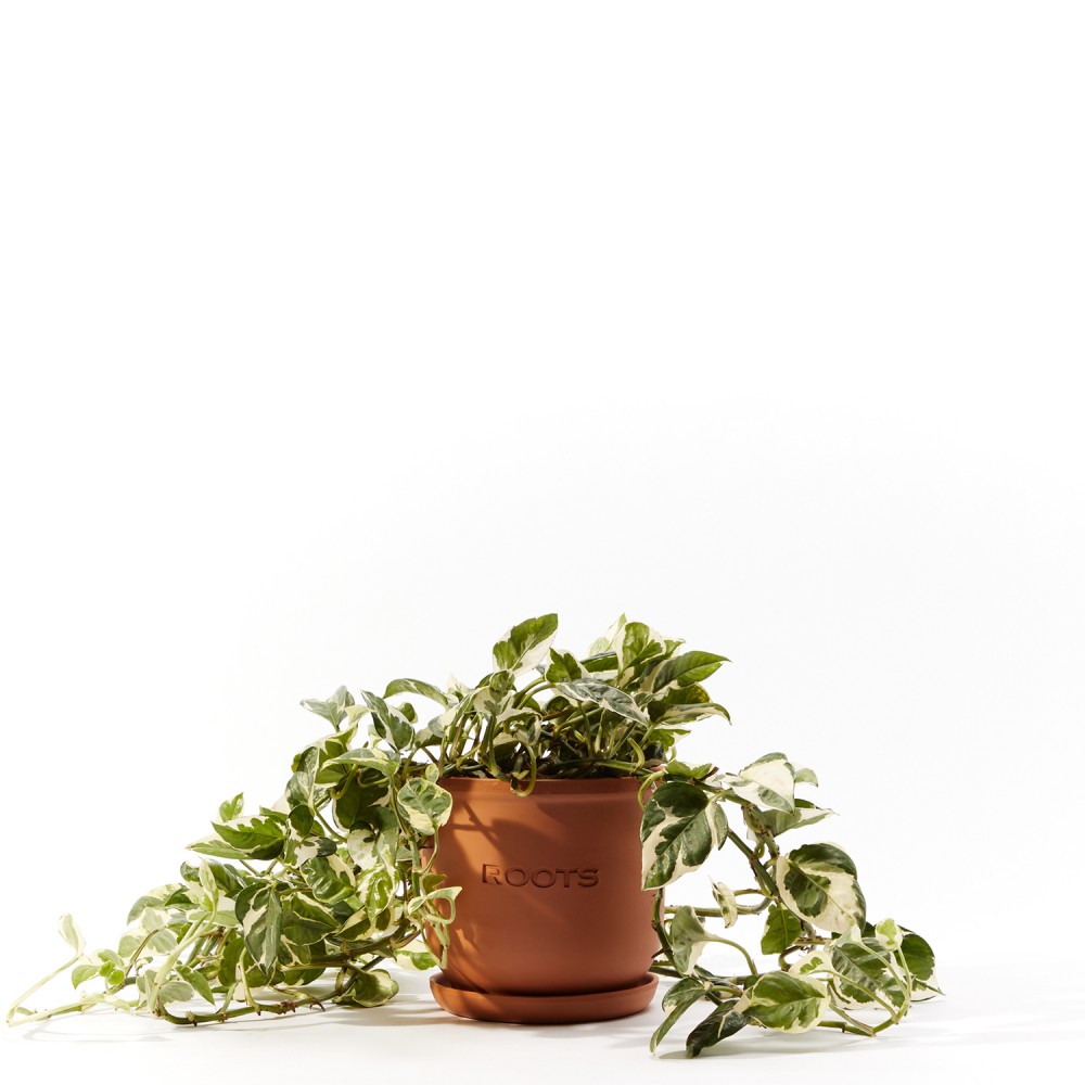 Эпипремнум Энджой d17