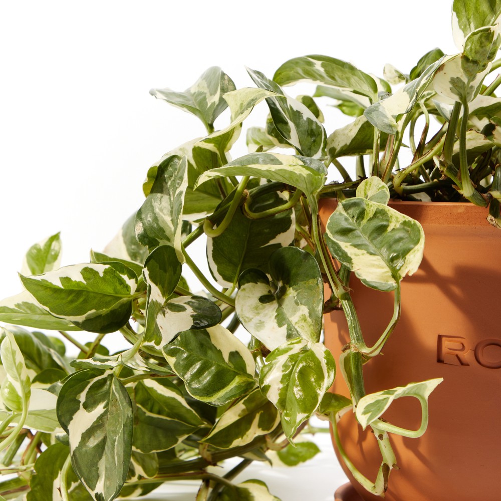 Эпипремнум Энджой d17