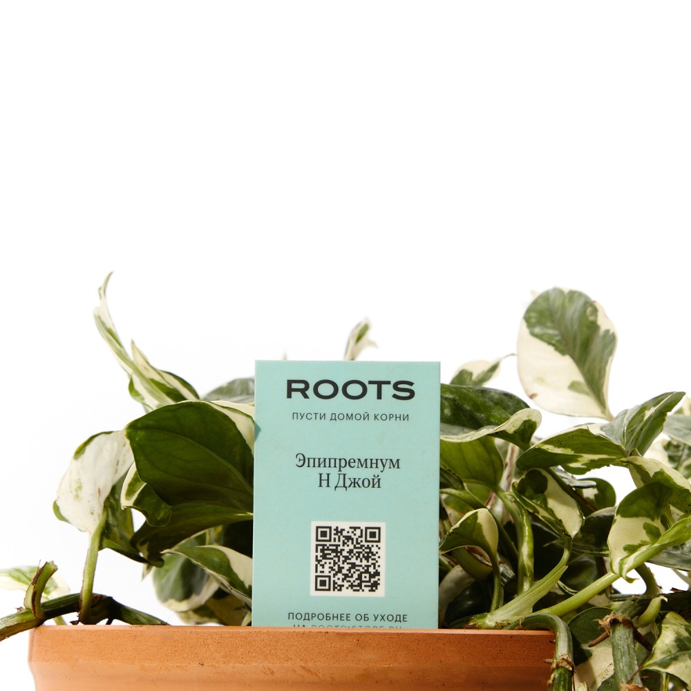 Эпипремнум Энджой d17