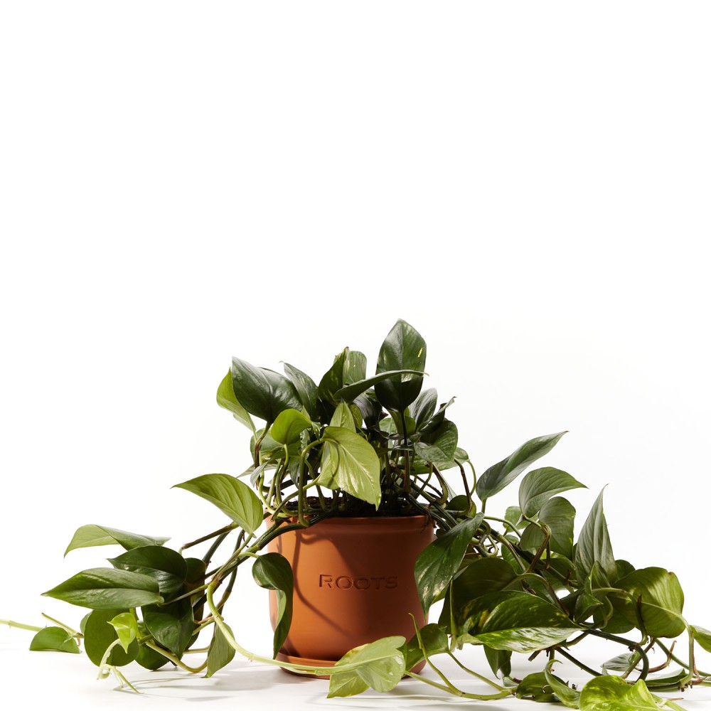 Эпипремнум Ауреум