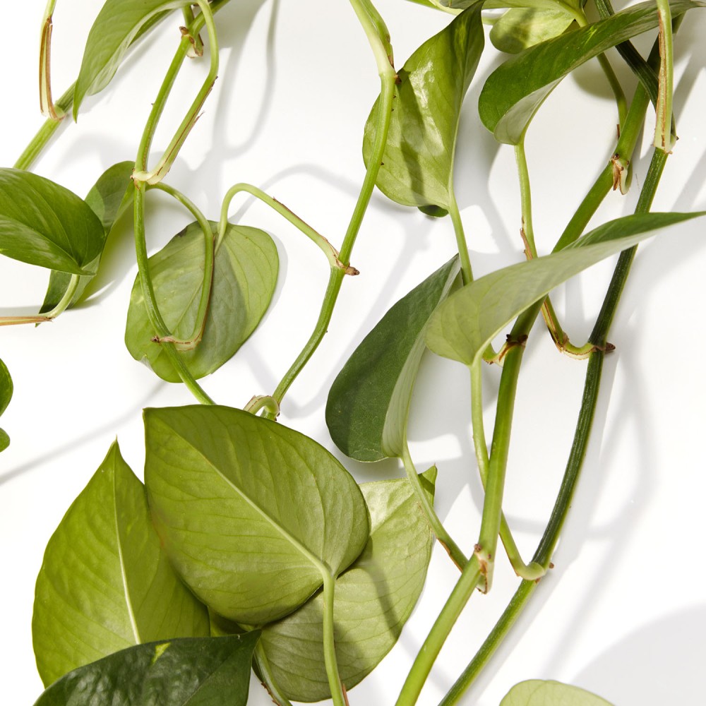 Эпипремнум Ауреум