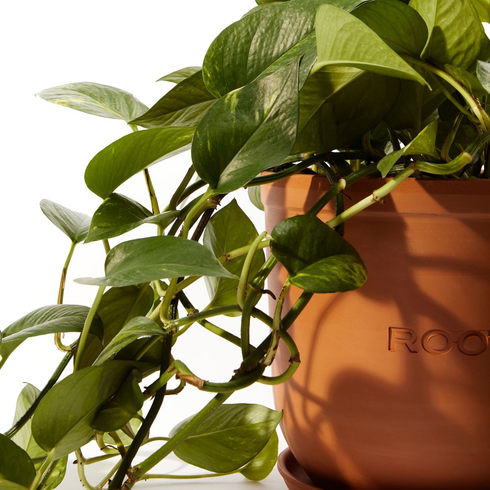 Эпипремнум Ауреум