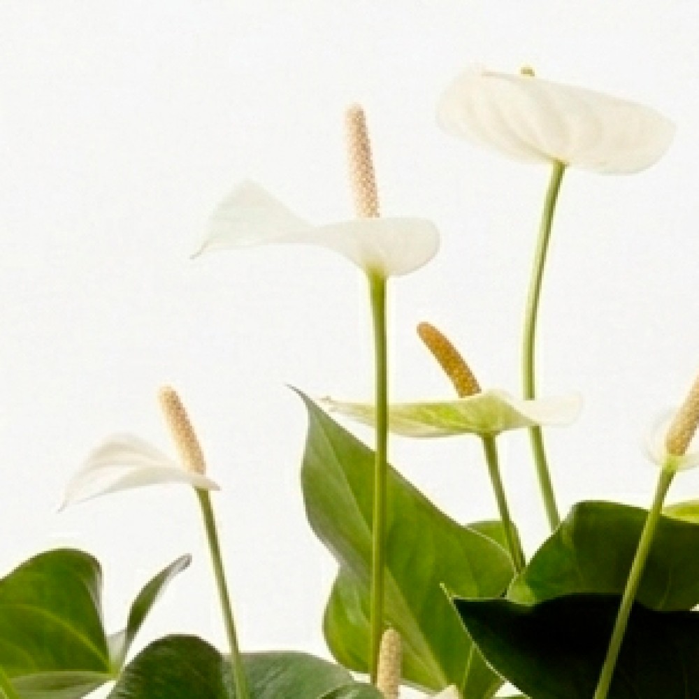 Антуриум Бандерола Белый
