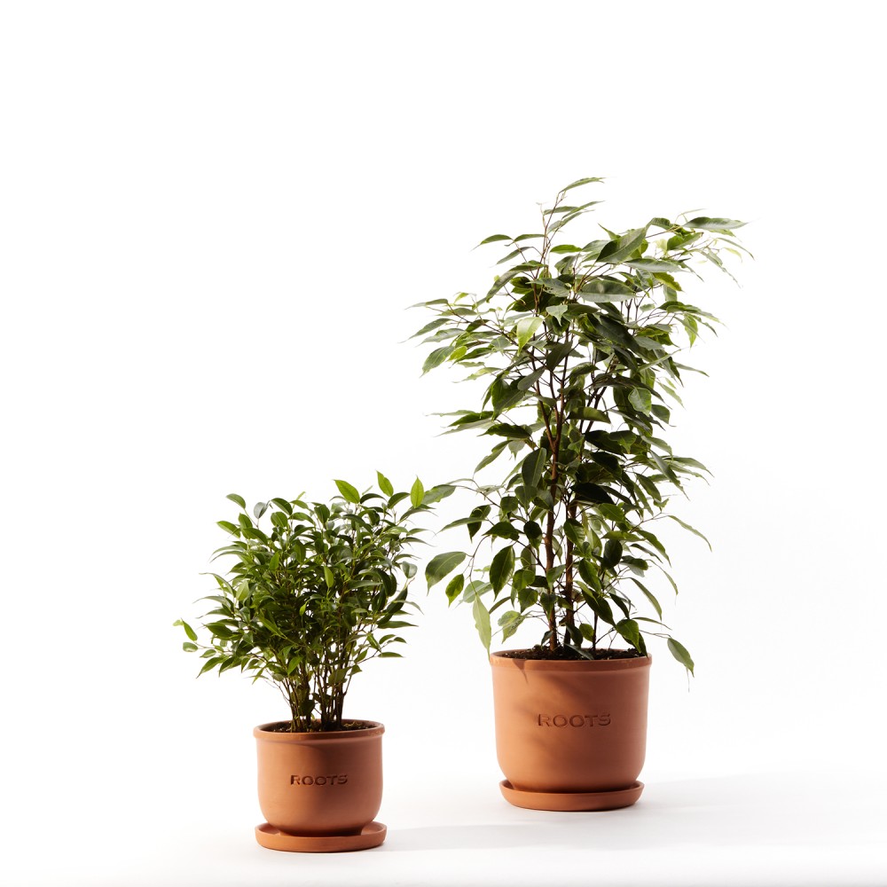 Фикус Бенджамина