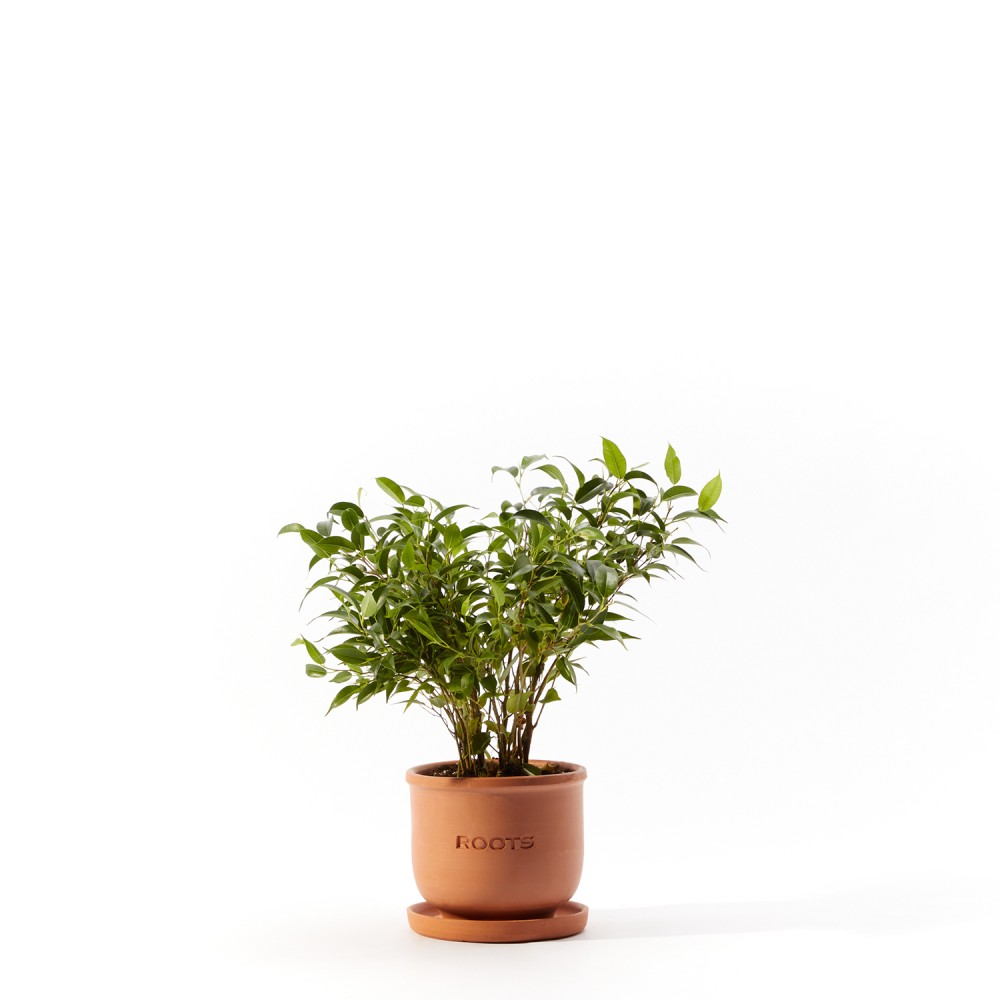 Фикус Бенджамина