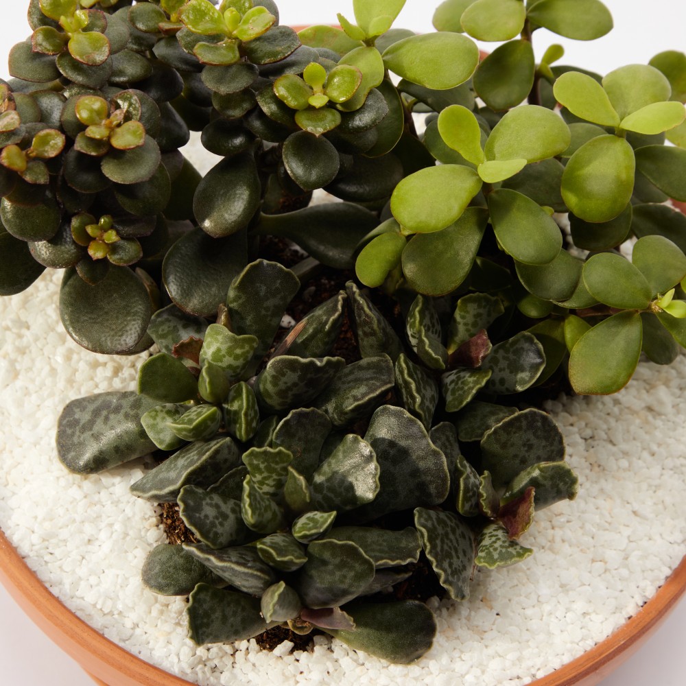 Суккулент микс 01 Суккулент микс 01