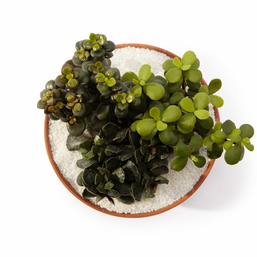 Суккулент микс 01 Суккулент микс 01