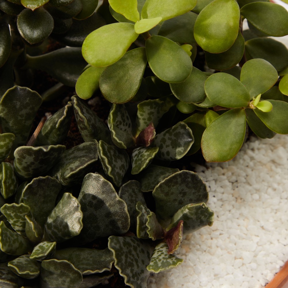 Суккулент микс 01 Суккулент микс 01