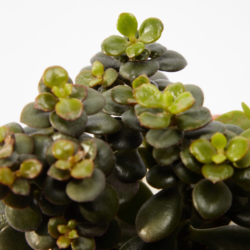 Суккулент микс 01 Суккулент микс 01