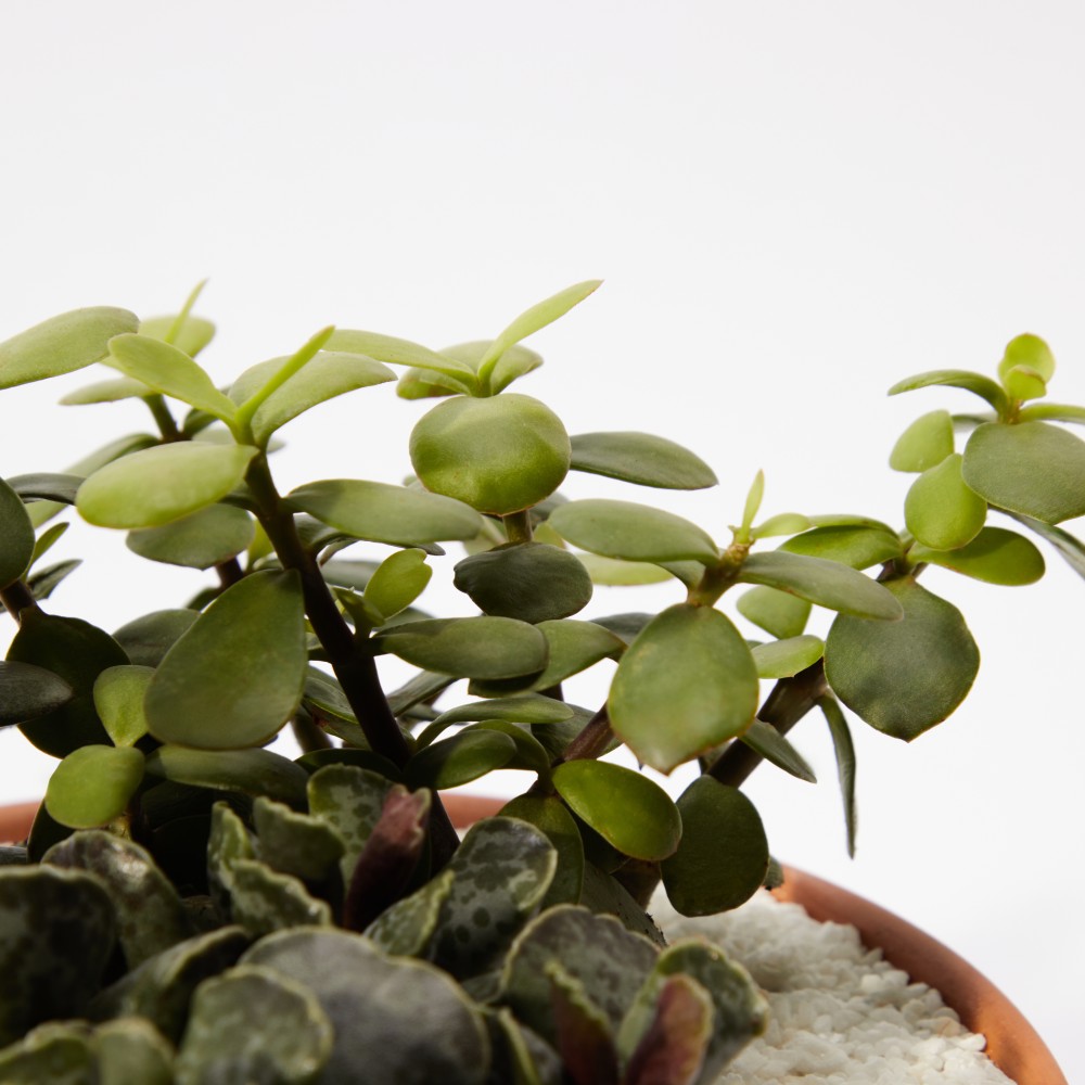 Суккулент микс 01 Суккулент микс 01