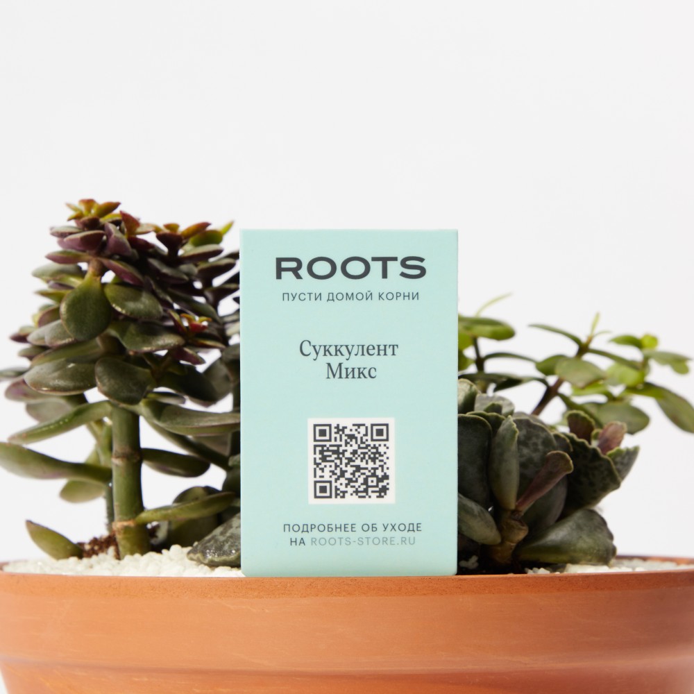 Суккулент микс 01 Суккулент микс 01