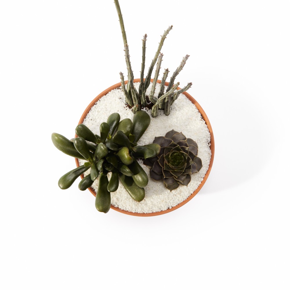 Суккулент микс 02 Суккулент микс 02