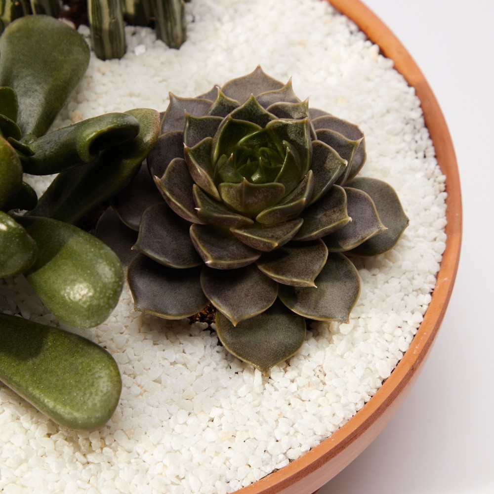 Суккулент микс 02 Суккулент микс 02