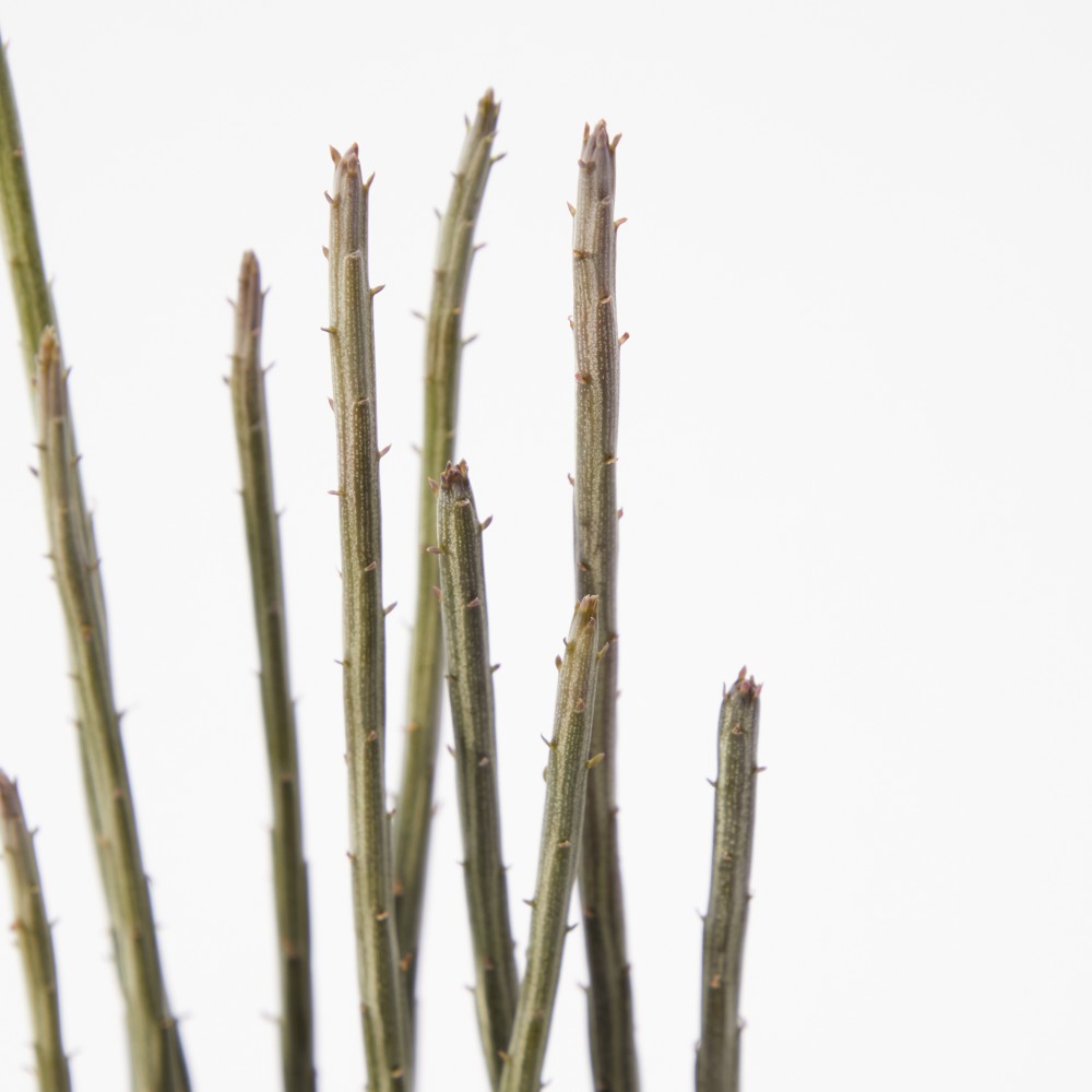 Суккулент микс 02 Суккулент микс 02