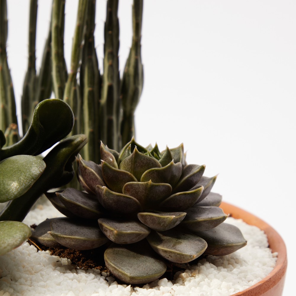 Суккулент микс 02 Суккулент микс 02