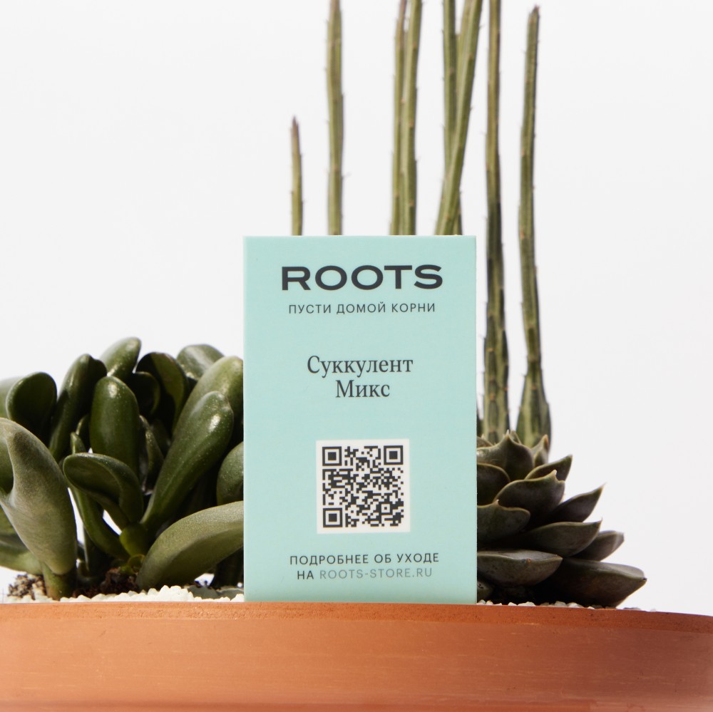 Суккулент микс 02 Суккулент микс 02