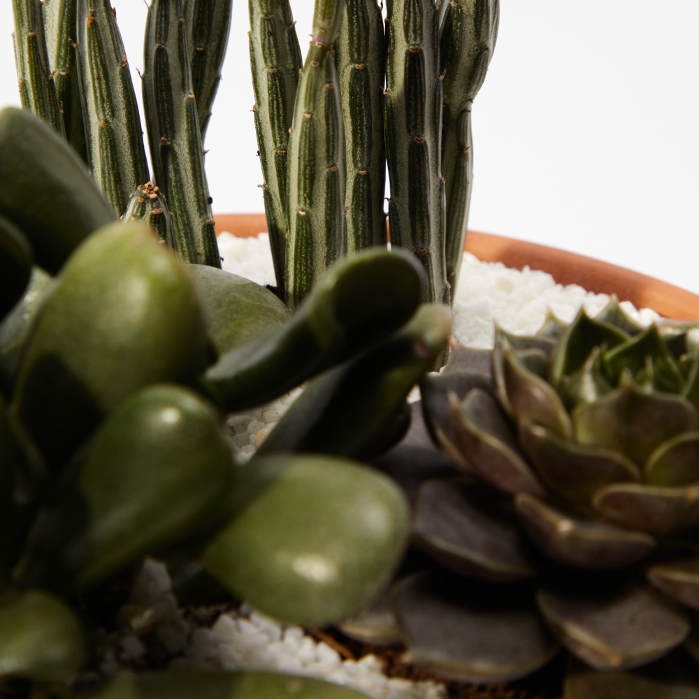 Суккулент микс 02 Суккулент микс 02