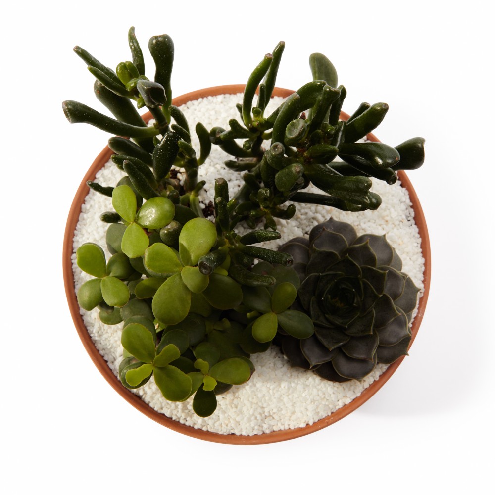 Суккулент микс 03 Суккулент микс 03