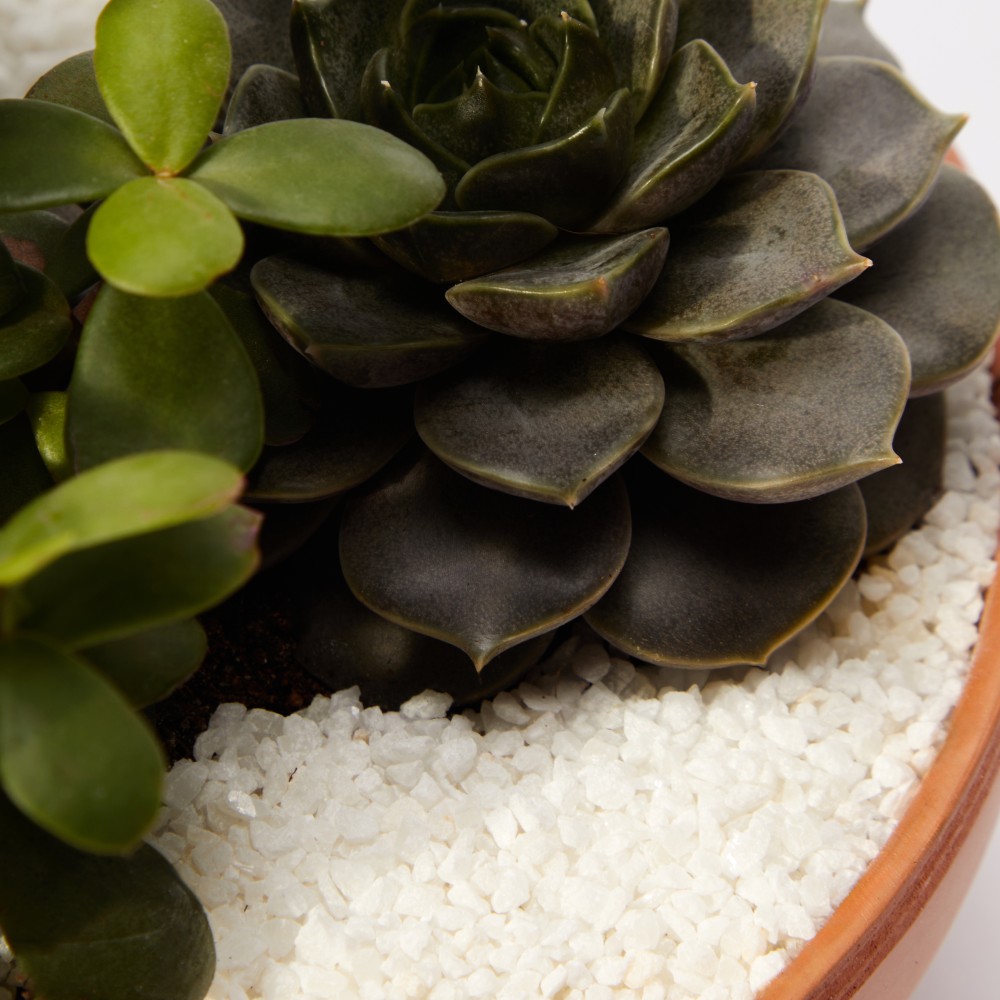 Суккулент микс 03 Суккулент микс 03