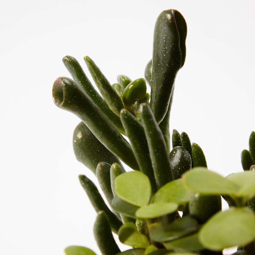 Суккулент микс 03 Суккулент микс 03