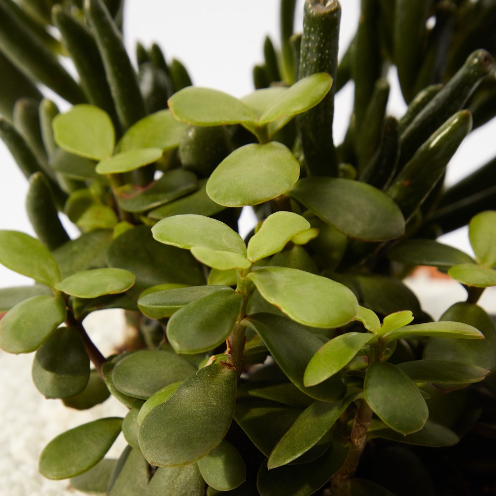 Суккулент микс 03 Суккулент микс 03