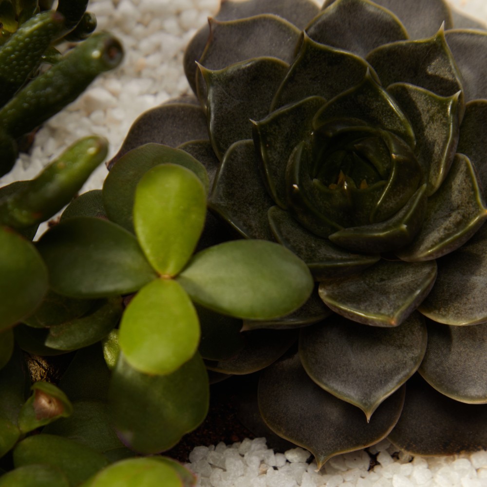 Суккулент микс 03 Суккулент микс 03