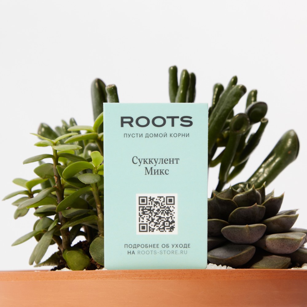 Суккулент микс 03 Суккулент микс 03