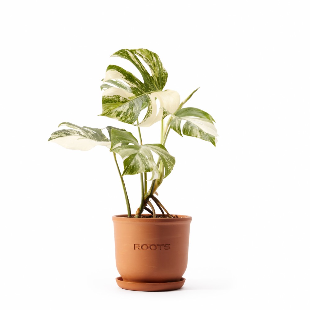 Монстера Вариегатная