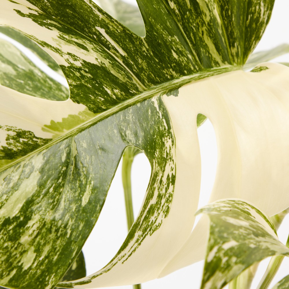 Монстера Вариегатная