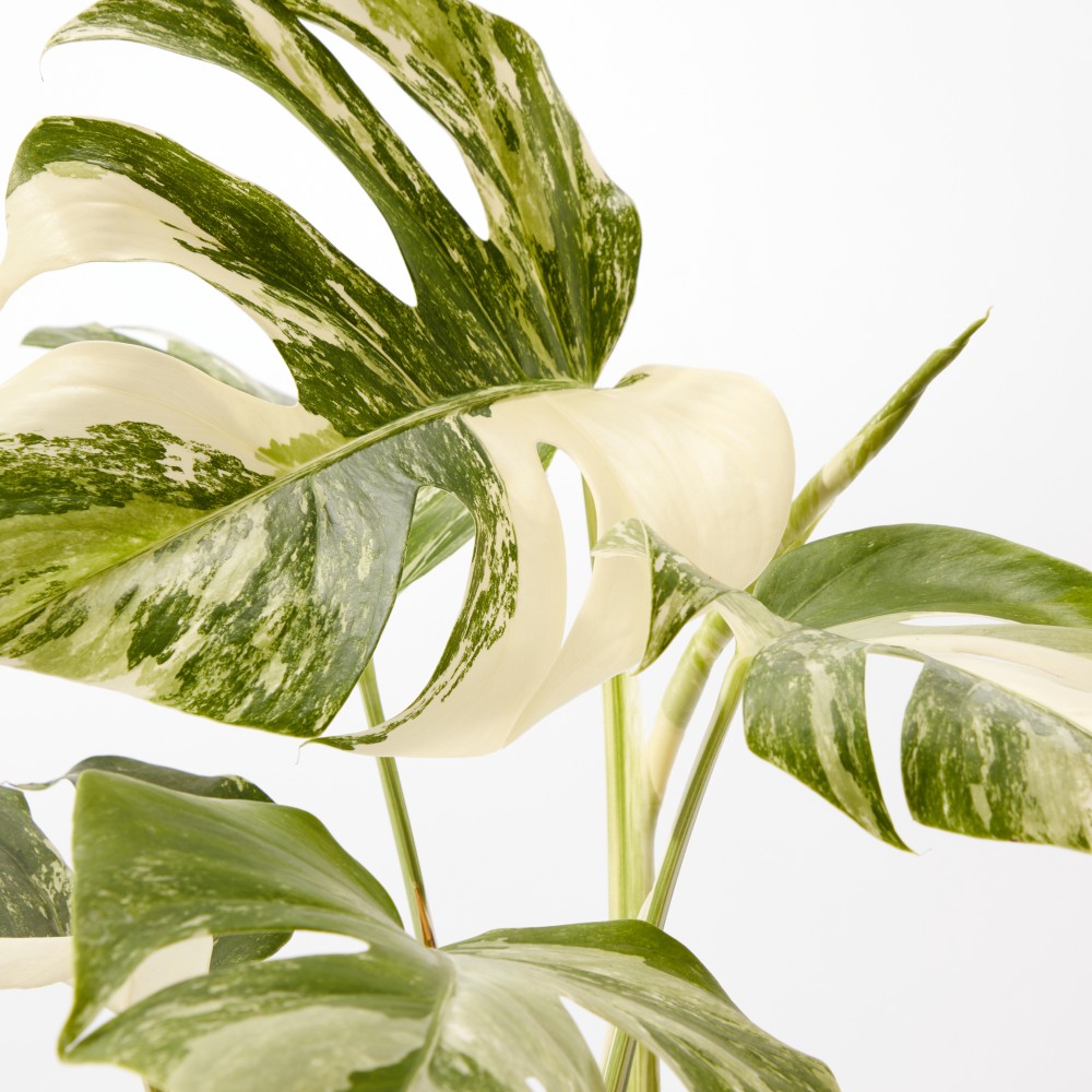 Монстера Вариегатная