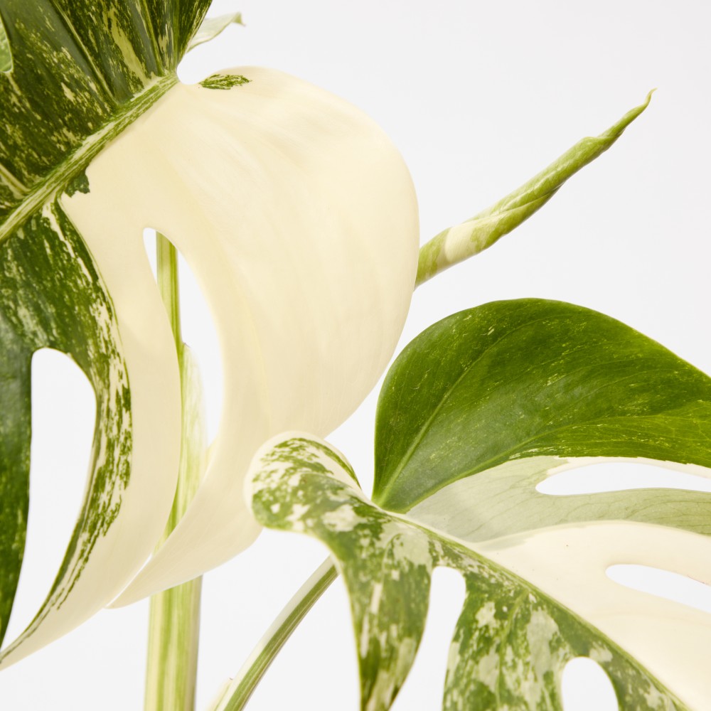 Монстера Вариегатная