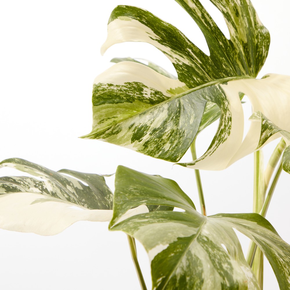 Монстера Вариегатная