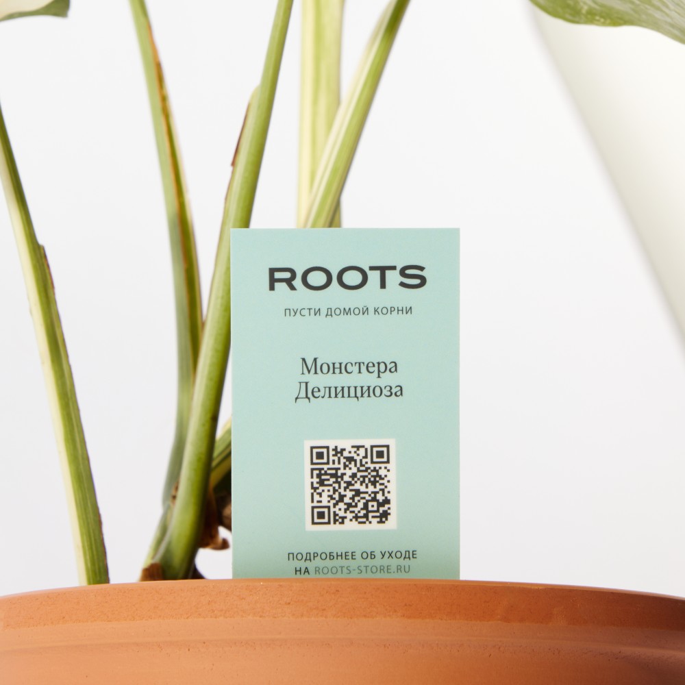 Монстера Вариегатная