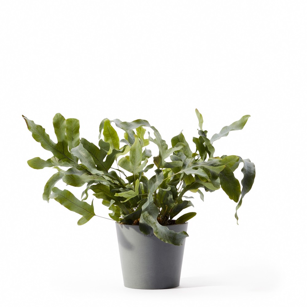 Кашпо Ecopots Amsterdam Mini d13 серо-голубое Кашпо Ecopots Amsterdam Mini d13 серо-голубое