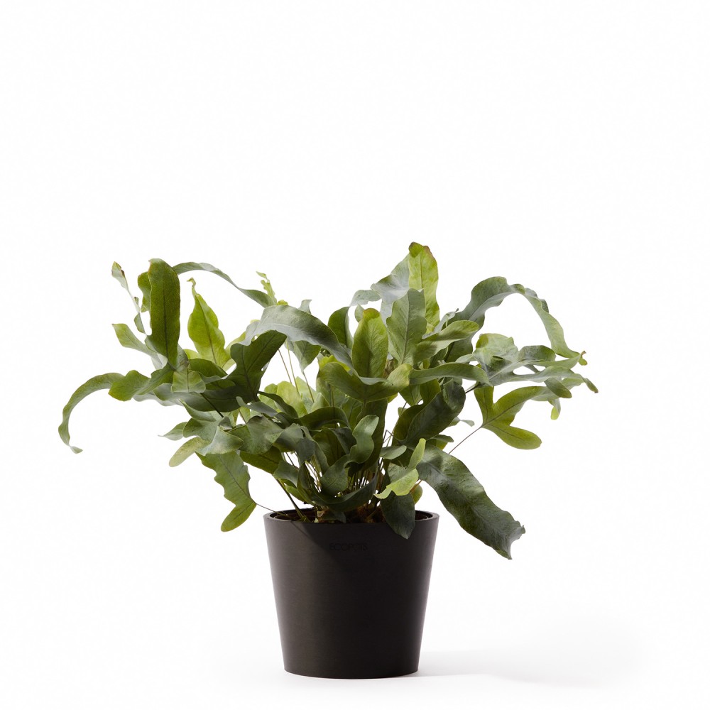 Кашпо Ecopots Amsterdam Mini d13 антрацит 