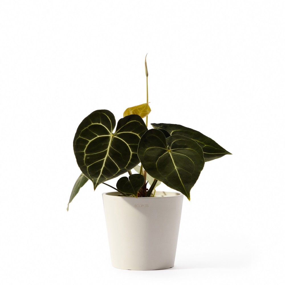 Кашпо Ecopots Amsterdam Mini d17 белое Кашпо Ecopots Amsterdam Mini d17 белое