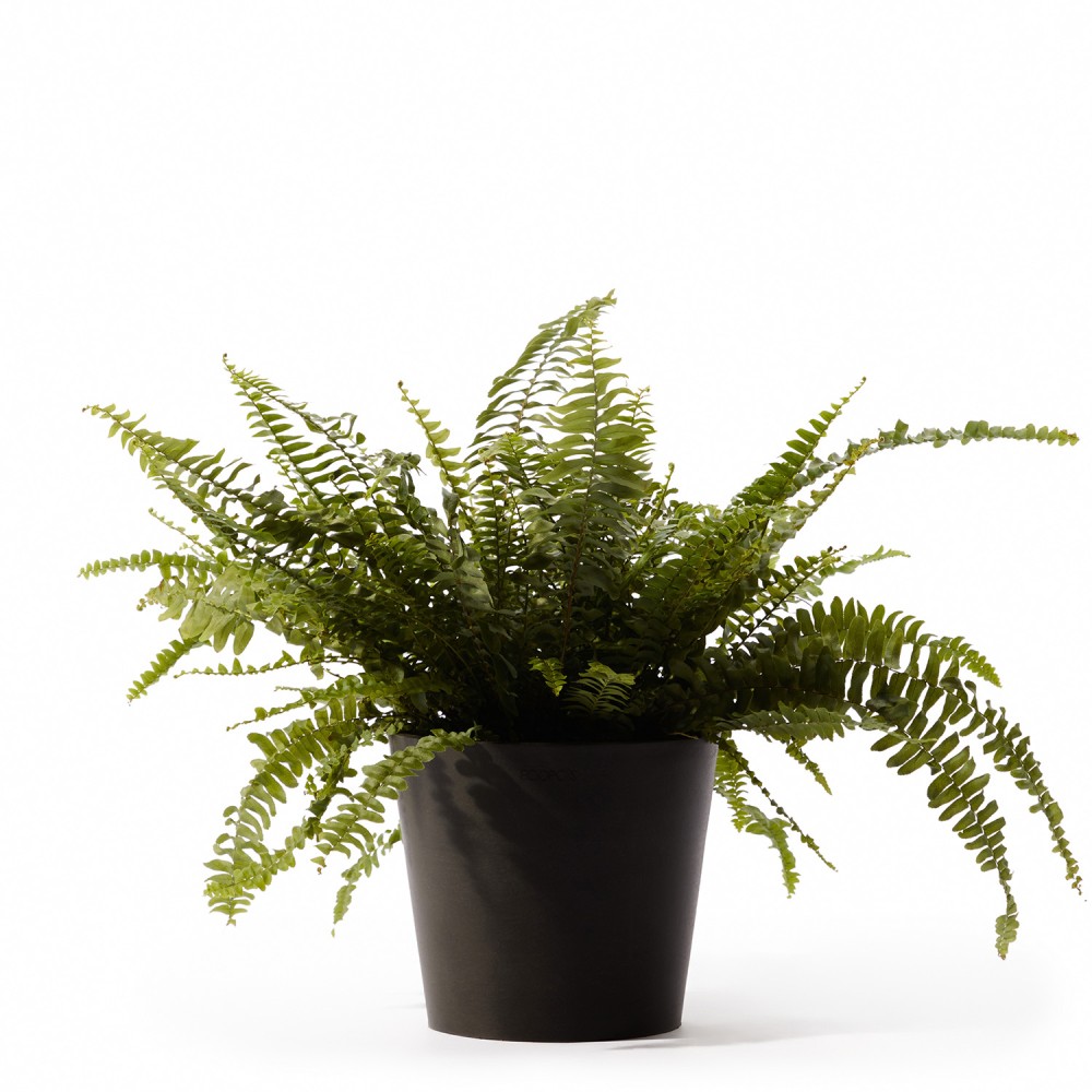 Кашпо Ecopots Amsterdam Mini d17 антрацит Кашпо Ecopots Amsterdam Mini d17 антрацит