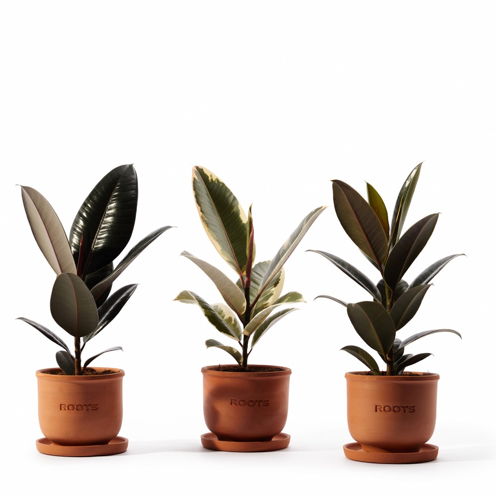 Набор растений фикусы 02