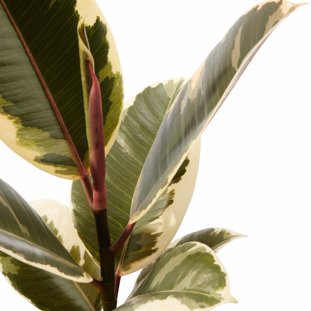 Набор растений фикусы 02