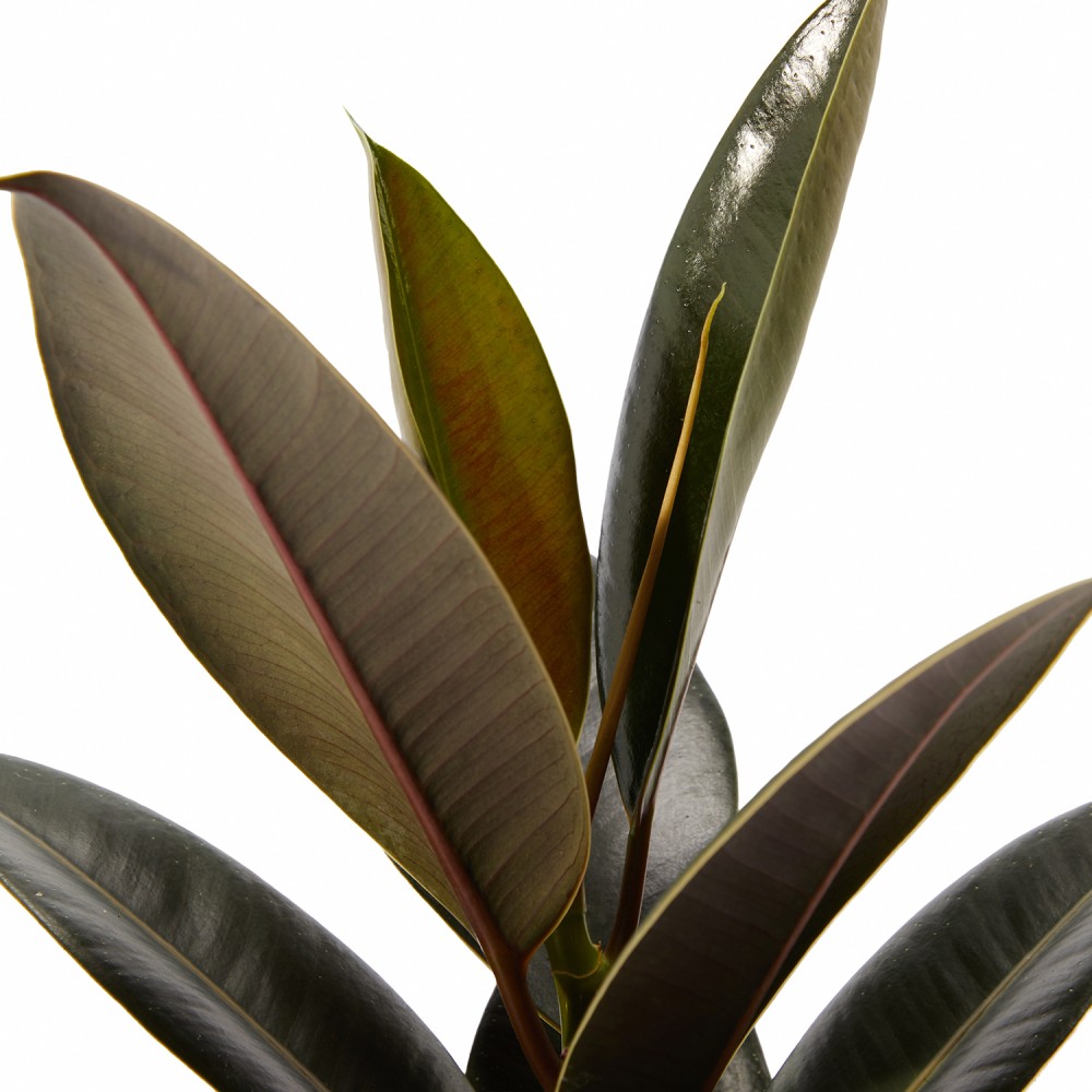 Набор растений фикусы 02