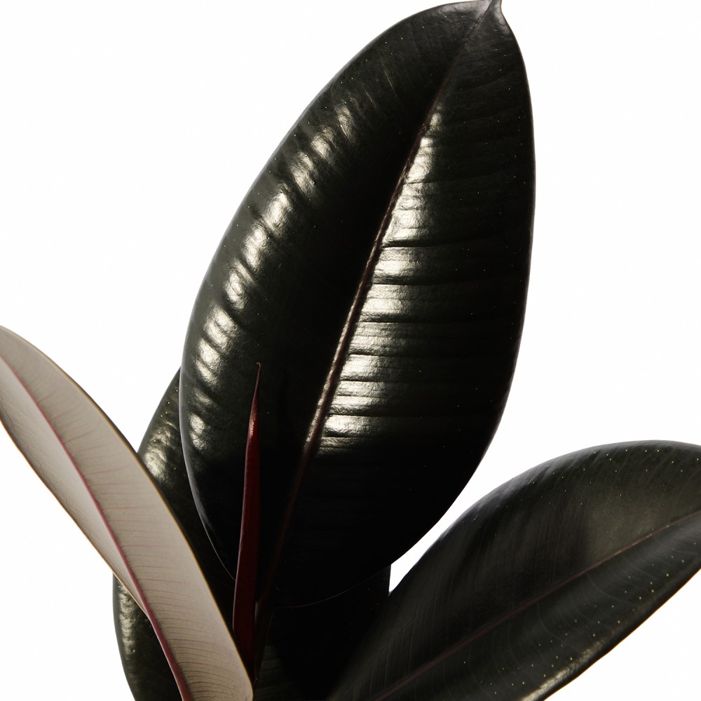 Набор растений фикусы 02