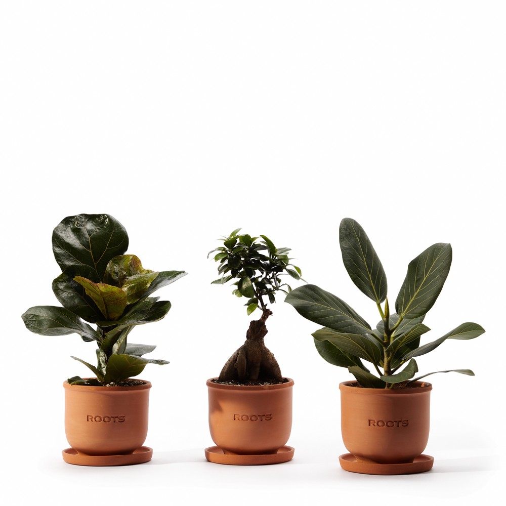 Набор растений фикусы 01