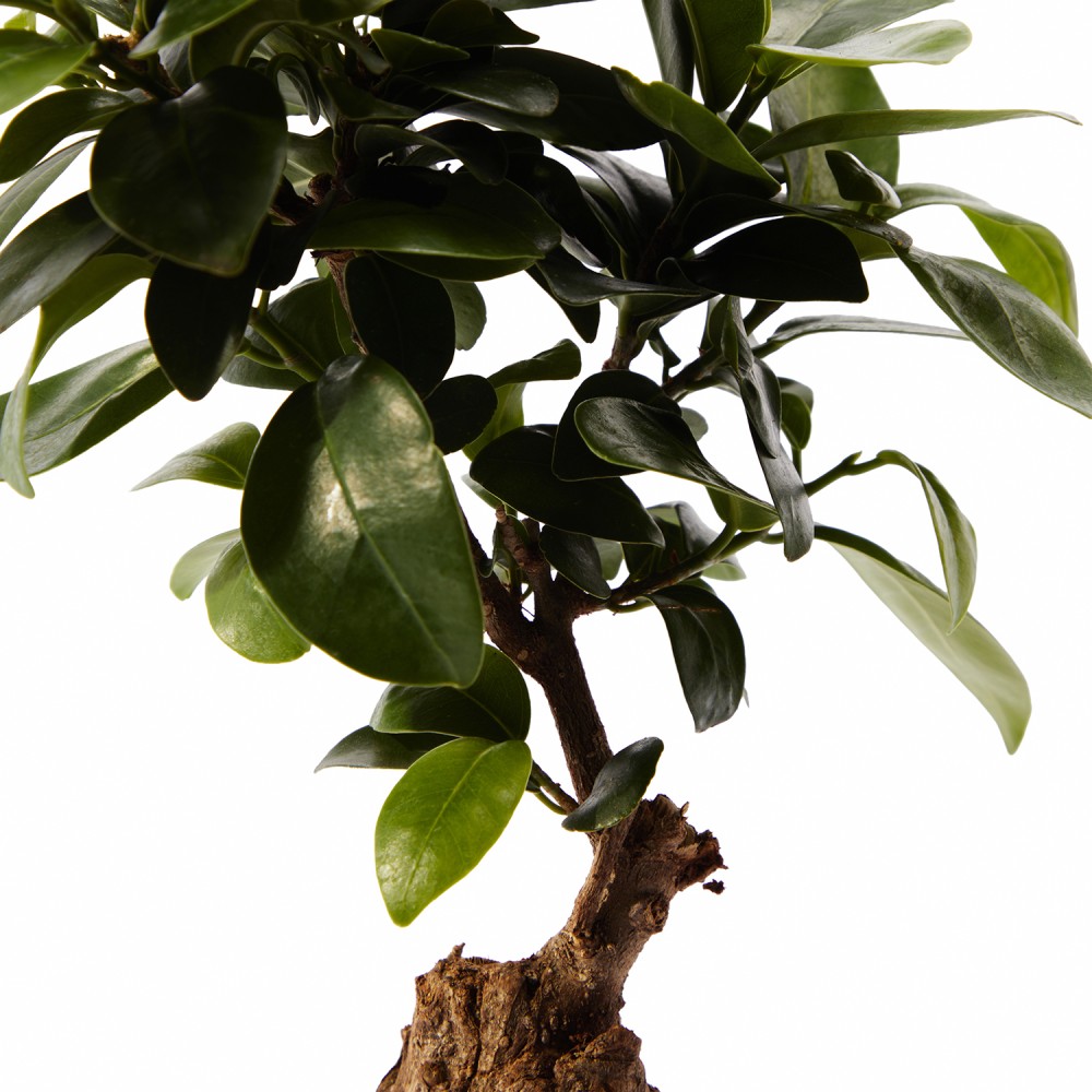 Набор растений фикусы 01